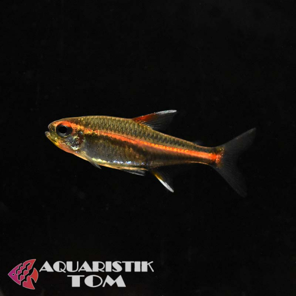 Amapa Glühlichtsalmler, Hyphessobrycon amapaensis